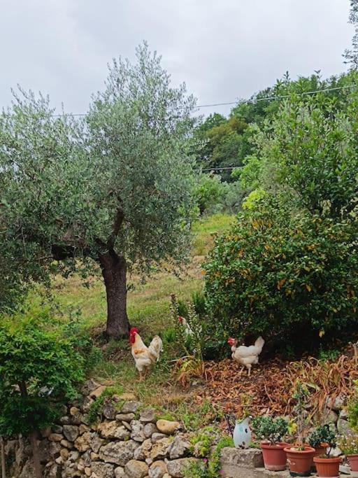 Alloggio Intero In Casa Contadina Nel Verde Ai Piedi Della Majella - Agricasa Caprafico Casoli  Extérieur photo